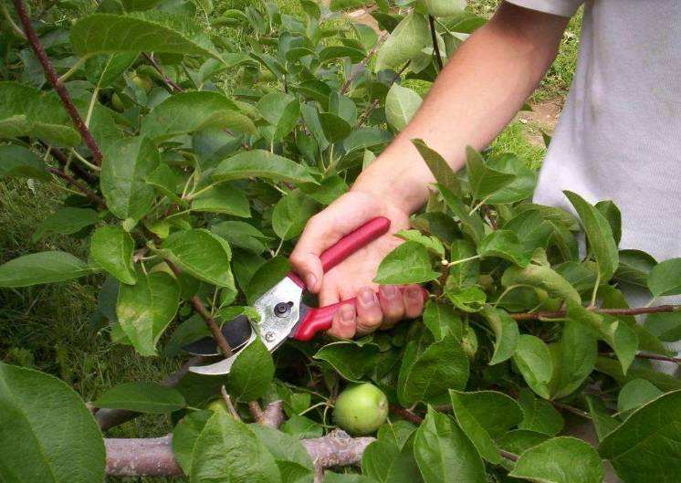 硫磺粉在農(nóng)業(yè)種植領(lǐng)域擁有良好應(yīng)用